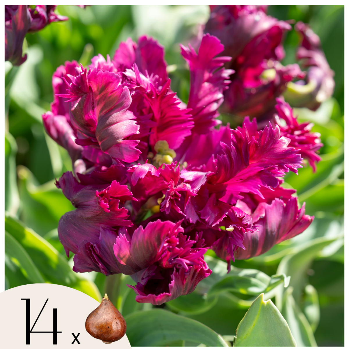 PLANT IN A BOX Tulipe - Set de 14 - Tulipa 'Parrot Negrita' - Bulbes à fleurs - Violet