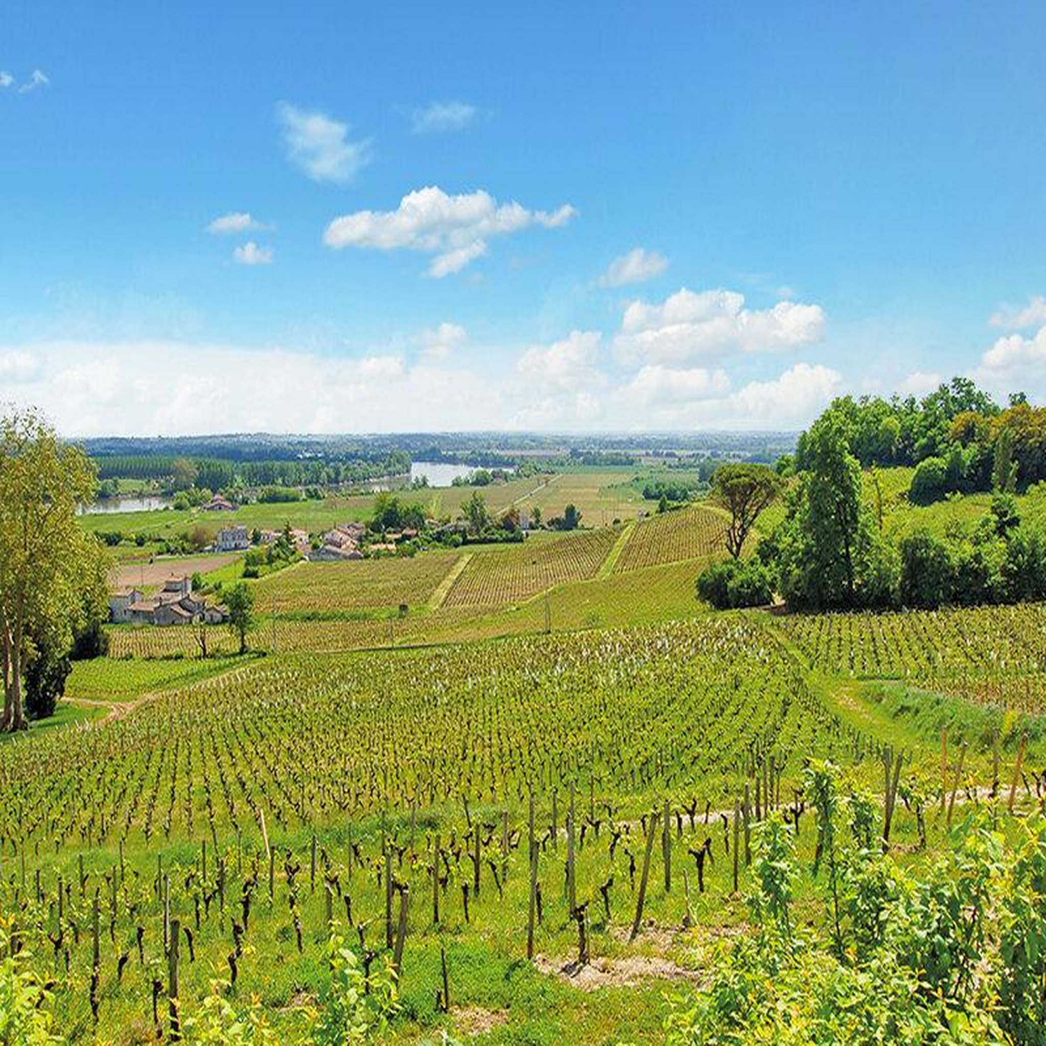 Voir la diapositive 2 : Smartbox Dégustation de grands vins de bordeaux et visite du château belloy - coffret cadeau gastronomie