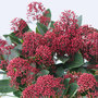 Voir la diapositive 3 : PLANT IN A BOX Arbuste à fleurs - Set de 2 - Skimmia japonica 'Rubella' - H35-45cm - ⌀15cm