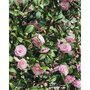  Collection d'arbustes d'ombre : hortensia, camélia, bambou - Les 3 pots - Willemse