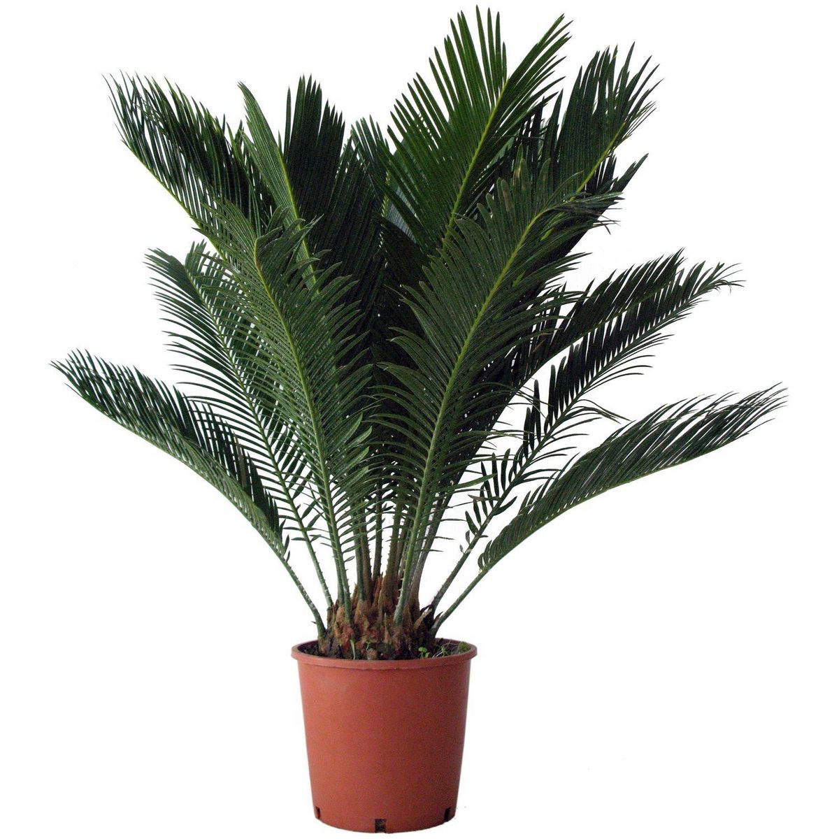 Sagoutier (Cycas Revoluta) - Pot de 4L - H/60-70cm
