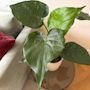Voir la diapositive 3 : PLANT IN A BOX Plante éléphant - Alocasia 'Cucullata' - Hauteur 70-80cm - ⌀19cm