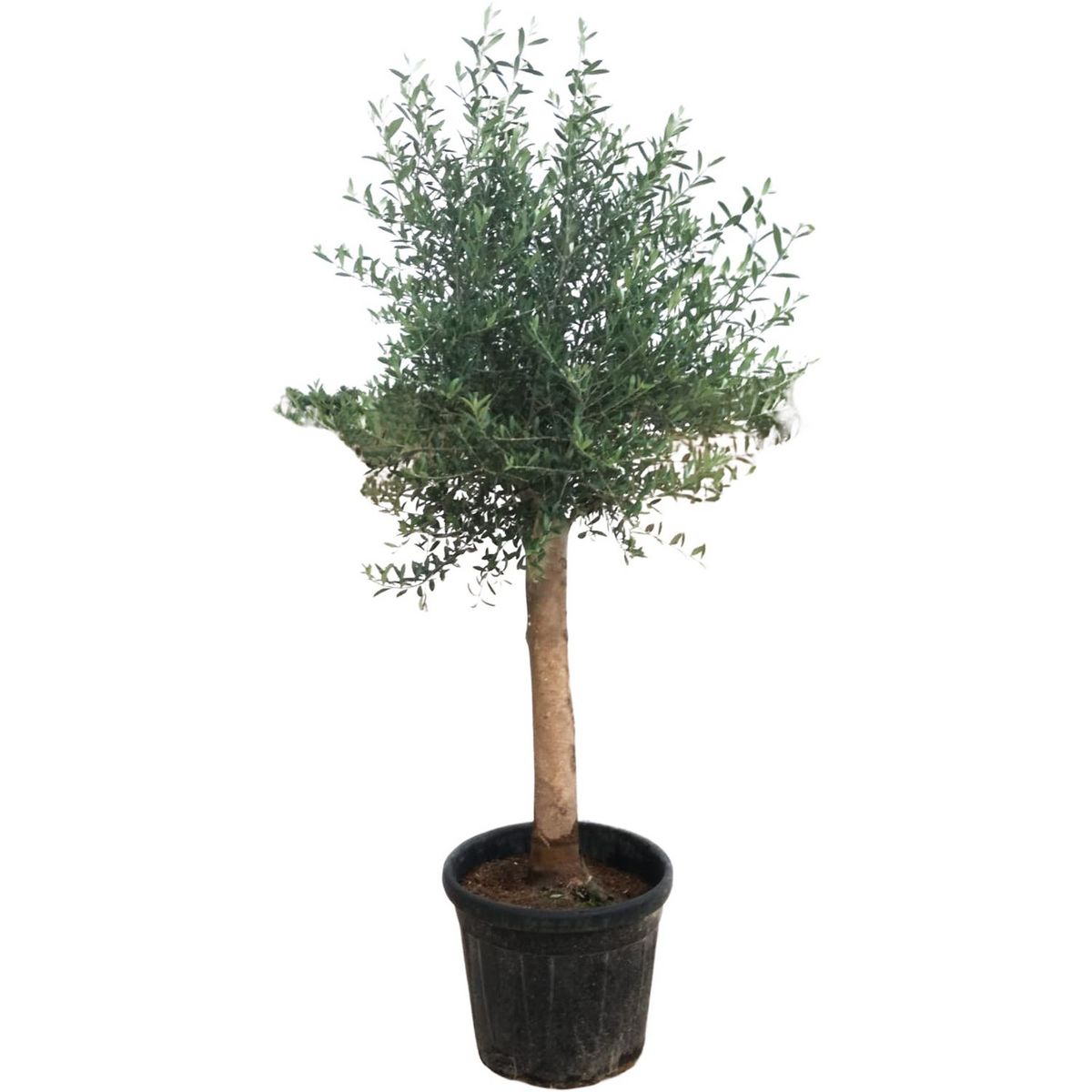 "Olivier Olea Europaea 35L 175/200 cm "