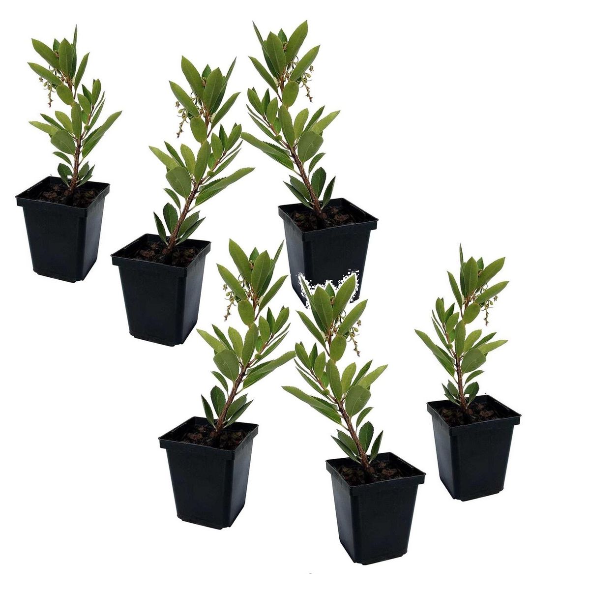 PLANT IN A BOX Fruits de l'arbousier - Set de 6 - Arbutus 'Unedo' - Hauteur 25-40cm - ⌀9cm