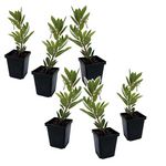 PLANT IN A BOX Fruits de l'arbousier - Set de 6 - Arbutus 'Unedo' - Hauteur 25-40cm - ⌀9cm