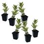 Voir la diapositive 1 : PLANT IN A BOX Fruits de l'arbousier - Set de 6 - Arbutus 'Unedo' - Hauteur 25-40cm - ⌀9cm