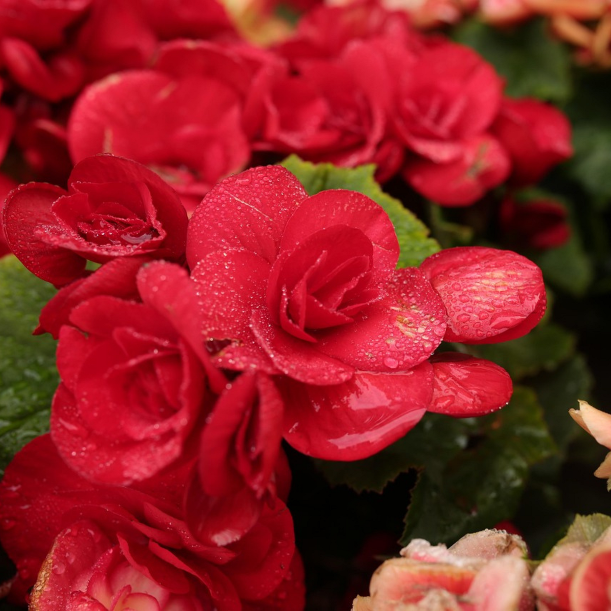 PLANT IN A BOX Freesia parfumée - Set de 40 - Freesia Mix - Bulbes à fleurs