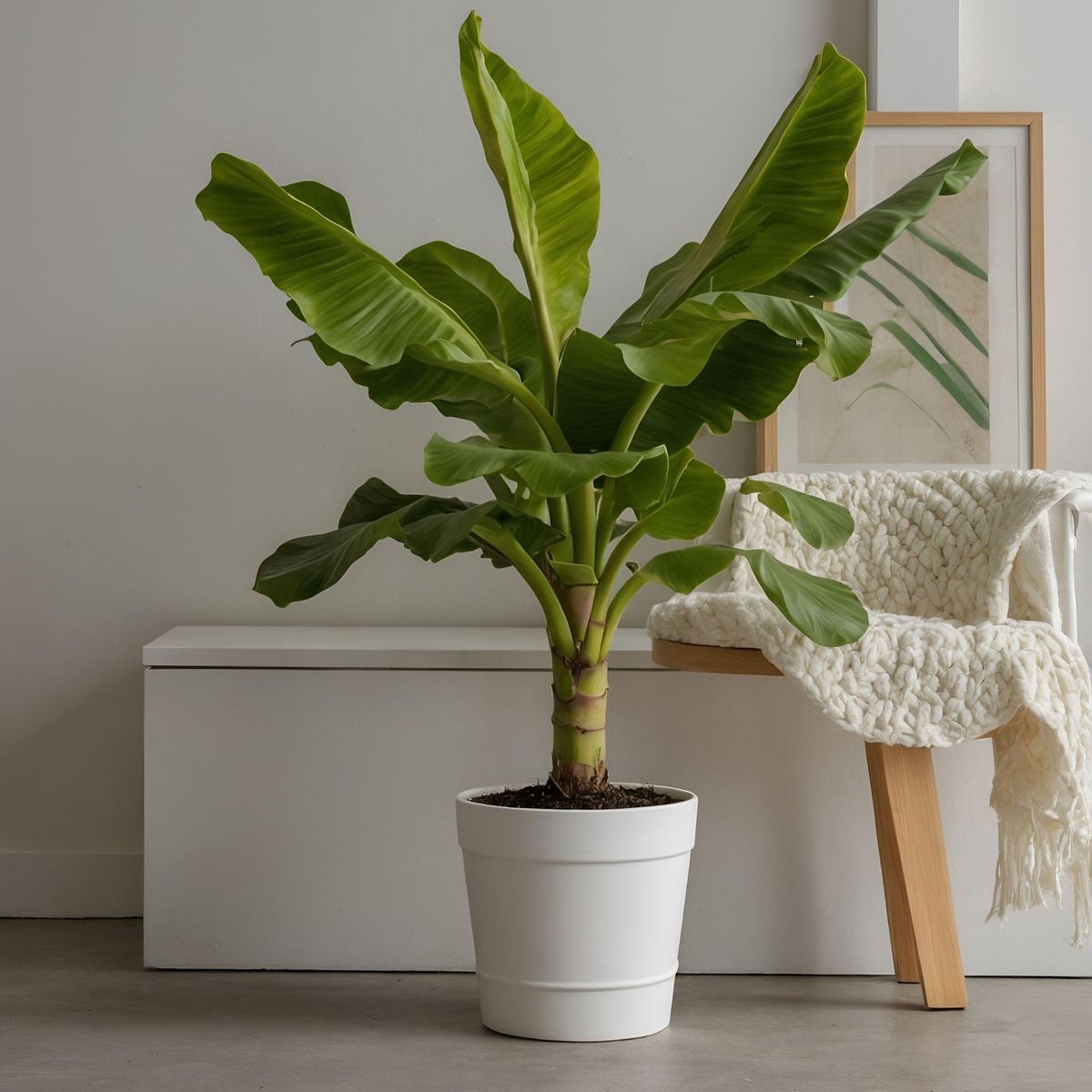 PLANT IN A BOX Bananier du Japon - Musa basjoo - Hauteur 55-70cm - ⌀21cm