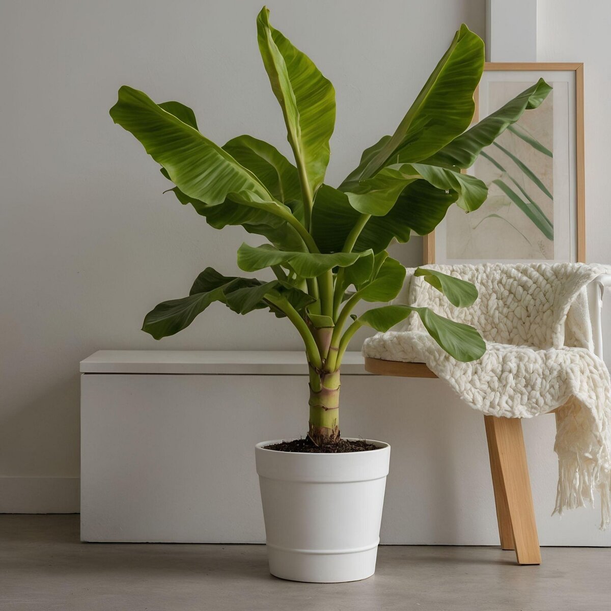 PLANT IN A BOX Bananier du Japon - Musa basjoo - Hauteur 55-70cm - ⌀21cm