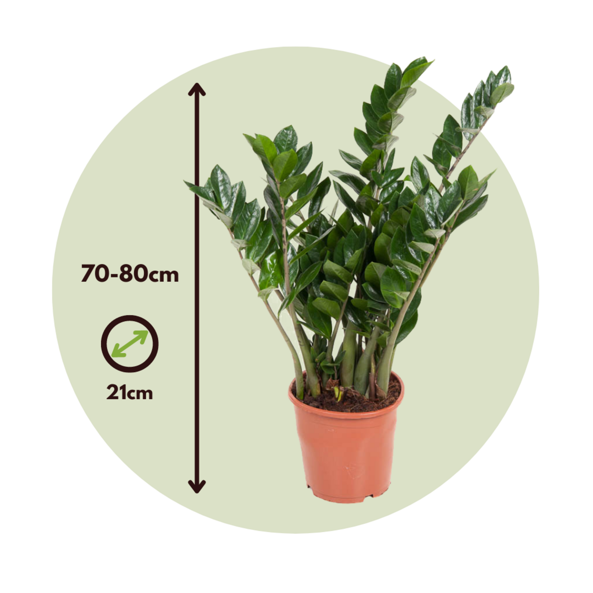 PLANT IN A BOX Plante ZZ - Zamioculcas Emerald - Hauteur 70-80cm - ⌀21cm