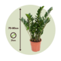 Voir la diapositive 2 : PLANT IN A BOX Plante ZZ - Zamioculcas Emerald - Hauteur 70-80cm - ⌀21cm