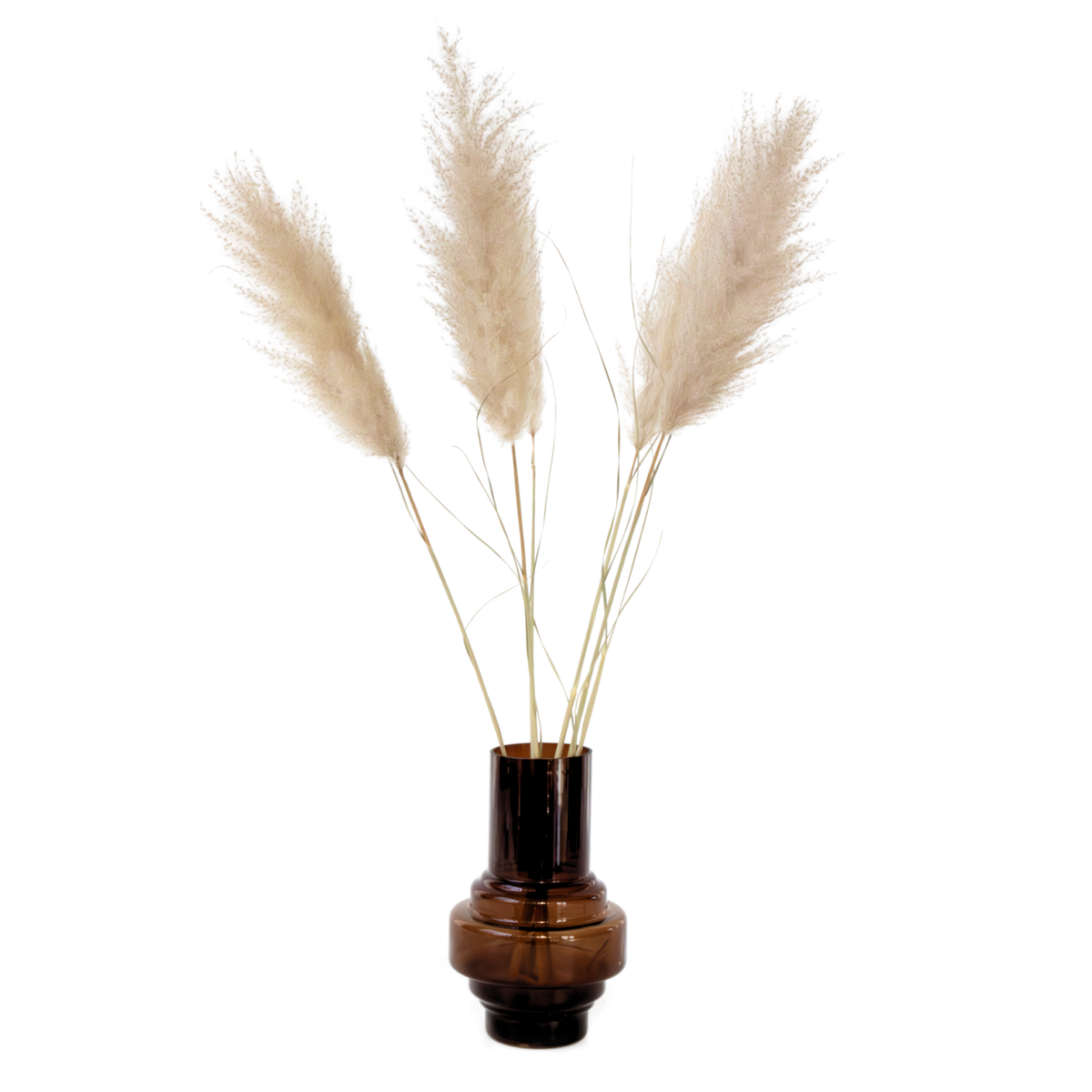PLANT IN A BOX Fleurs séchées - Set de 5 - Dryflower 'Cortaderia Plum'
