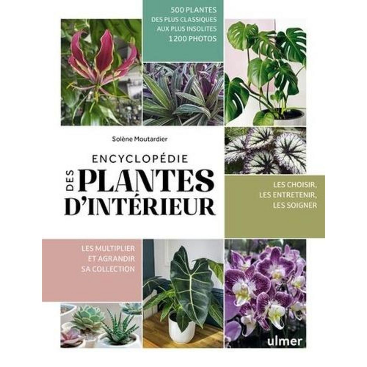 ENCYCLOPEDIE DES PLANTES D'INTERIEUR, Moutardier Solène
