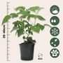Voir la diapositive 2 : PLANT IN A BOX Framboise de Tay - Set de 3 - Rubus 'Tayberry' - Hauteur 25-40cm - ⌀9cm
