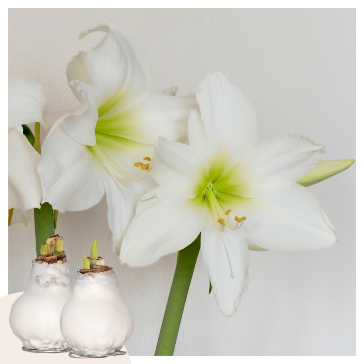 PLANT IN A BOX Amaryllis - Hippeastrum 'Wax White' - Bulbe de fleur - Rouge