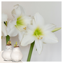 Voir la diapositive 6 : PLANT IN A BOX Amaryllis - Hippeastrum 'Wax White' - Bulbe de fleur - Rouge