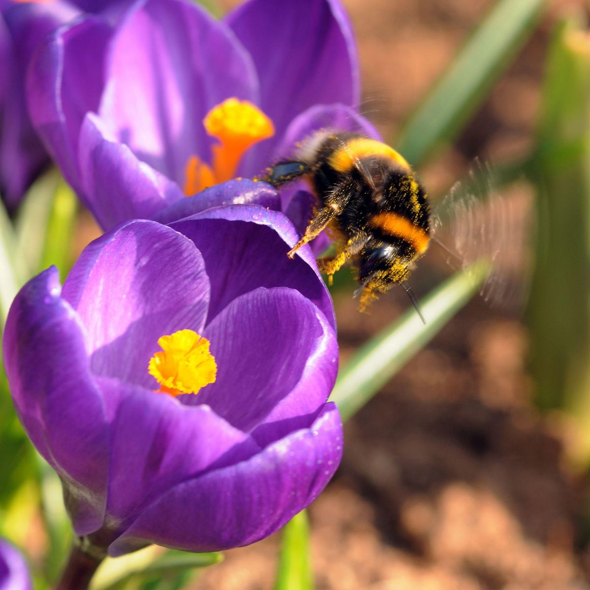 PLANT IN A BOX Bulbes de crocus - Lot de 70 - Fleurs printanières colorées pour jardin