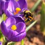 Voir la diapositive 3 : PLANT IN A BOX Bulbes de crocus - Lot de 70 - Fleurs printanières colorées pour jardin
