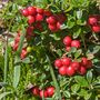 Voir la diapositive 4 : PLANT IN A BOX Canneberge - Set de 3 - Vaccinium macrocarpon 'Cranberry' - H10-20cm - ⌀9cm