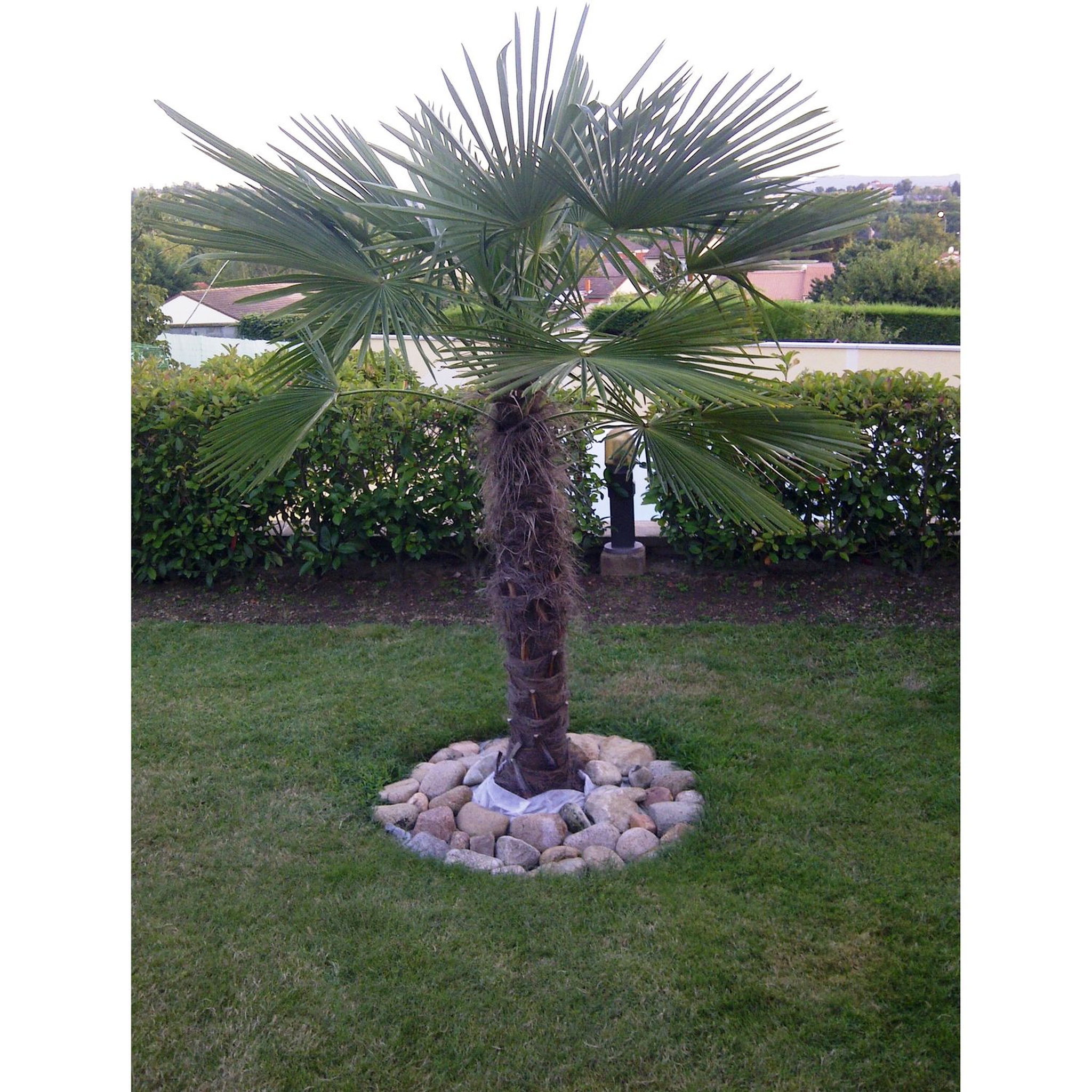 Voir la diapositive 2 : Palmier de Chine (Chamaerops excelsa) - Tronc 80/100cm - H160/180cm