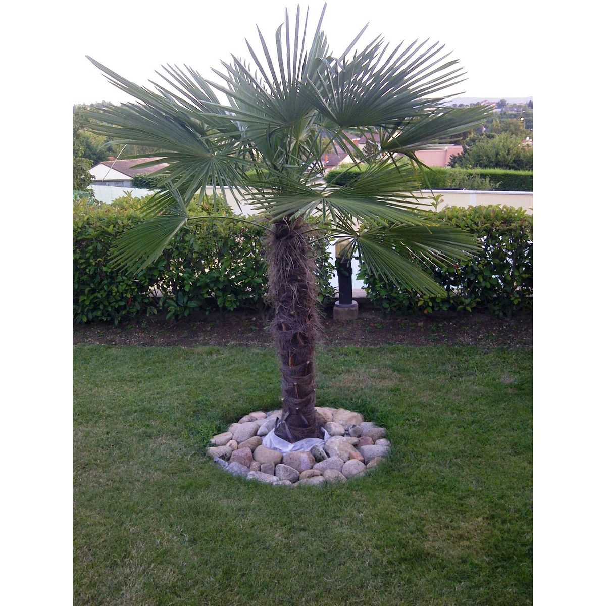 Palmier de Chine (Chamaerops excelsa) - Tronc 80/100cm - H160/180cm