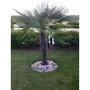 Palmier de Chine (Chamaerops excelsa) - Tronc 80/100cm - H160/180cm