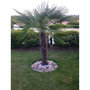 Voir la diapositive 2 : Palmier de Chine (Chamaerops excelsa) - Tronc 80/100cm - H160/180cm