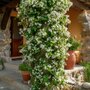 Voir la diapositive 4 : PLANT IN A BOX Jasmin étoilé - Trachelospermum jasminoides - Hauteur 110-120cm - ⌀17cm