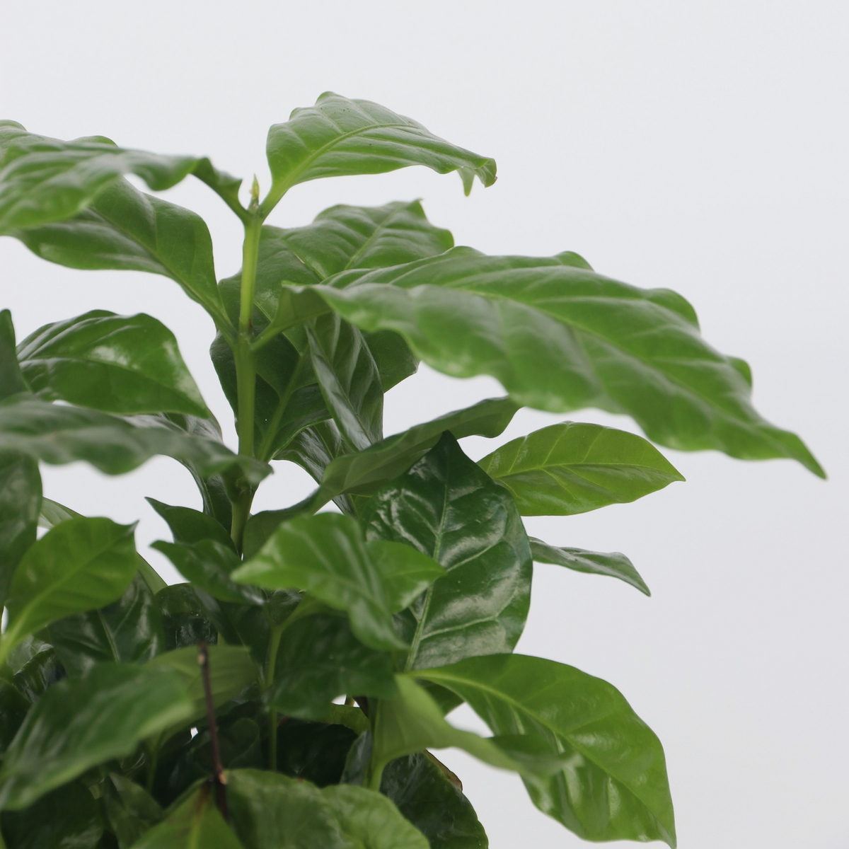 PLANT IN A BOX Caféier - Set de 2 - Coffea arabica - Hauteur 25-40cm - ⌀12cm