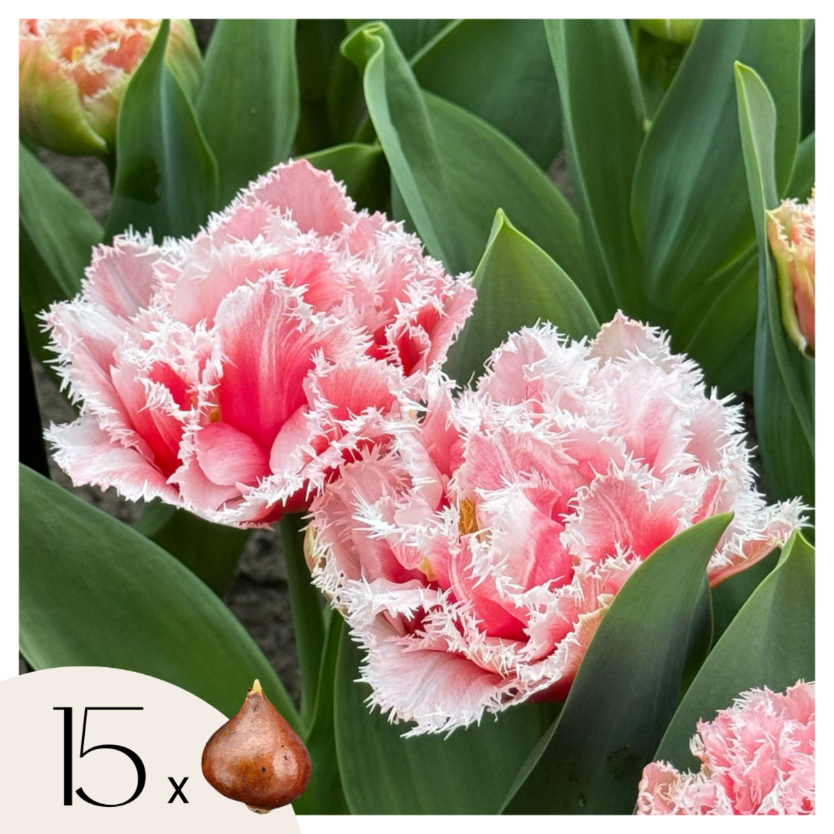 PLANT IN A BOX Tulipe - Set de 15 - Tulipa 'Queensland' - Bulbes à fleurs - Rose