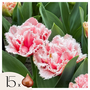 Voir la diapositive 1 : PLANT IN A BOX Tulipe - Set de 15 - Tulipa 'Queensland' - Bulbes à fleurs - Rose