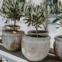 Voir la diapositive 4 : PLANT IN A BOX Olivier - Olea europaea - Hauteur 30-40cm - ⌀21cm
