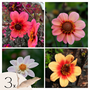 Voir la diapositive 1 : PLANT IN A BOX Dahlias - Set de 3 - Dahlia 'Happy Single Mix' - Bulbes à fleurs