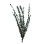 Voir la diapositive 1 : Paris Prix Plante Artificielle  Bouquet Eucalyptus  75cm Vert