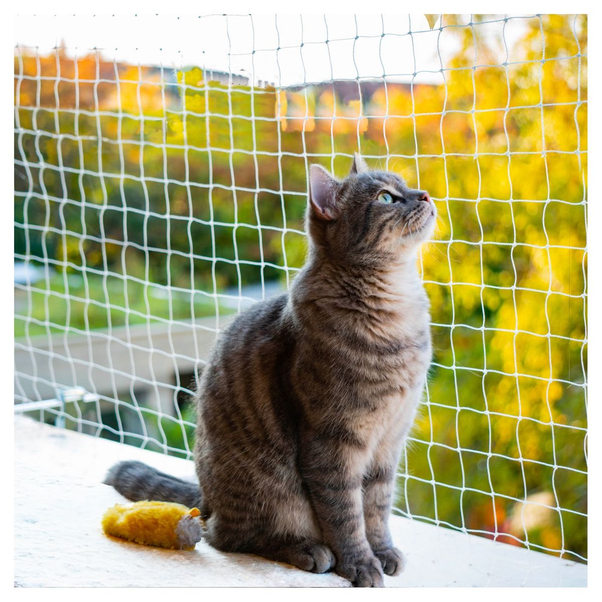 Filet de sécurité en nylon transparent pour chat 4 x 3 m