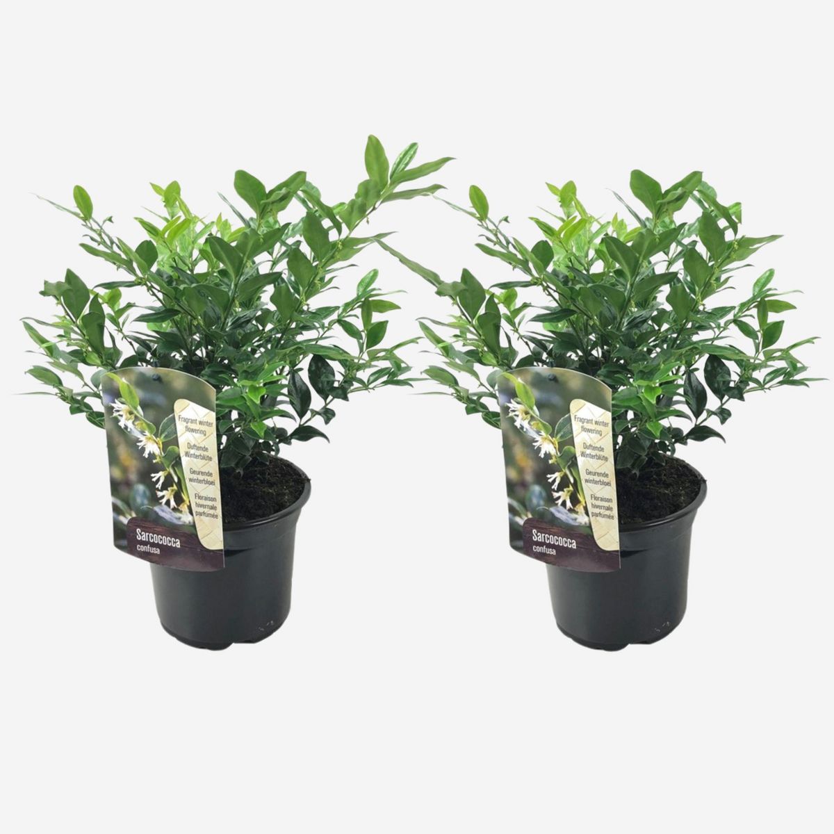PLANT IN A BOX Sarcocoque confus - Set de 2 - Sarcococca 'Confusa' - Hauteur 30-40cm - ⌀17cm
