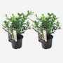 Voir la diapositive 6 : PLANT IN A BOX Sarcocoque confus - Set de 2 - Sarcococca 'Confusa' - Hauteur 30-40cm - ⌀17cm