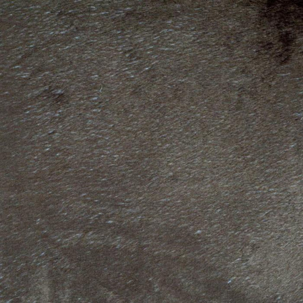 Paris Prix Coussin pour Chien & Chat  Patchy  69cm Beige