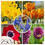 Voir la diapositive 1 : PLANT IN A BOX Mélange de bulbes pour le jardin - Set de 250