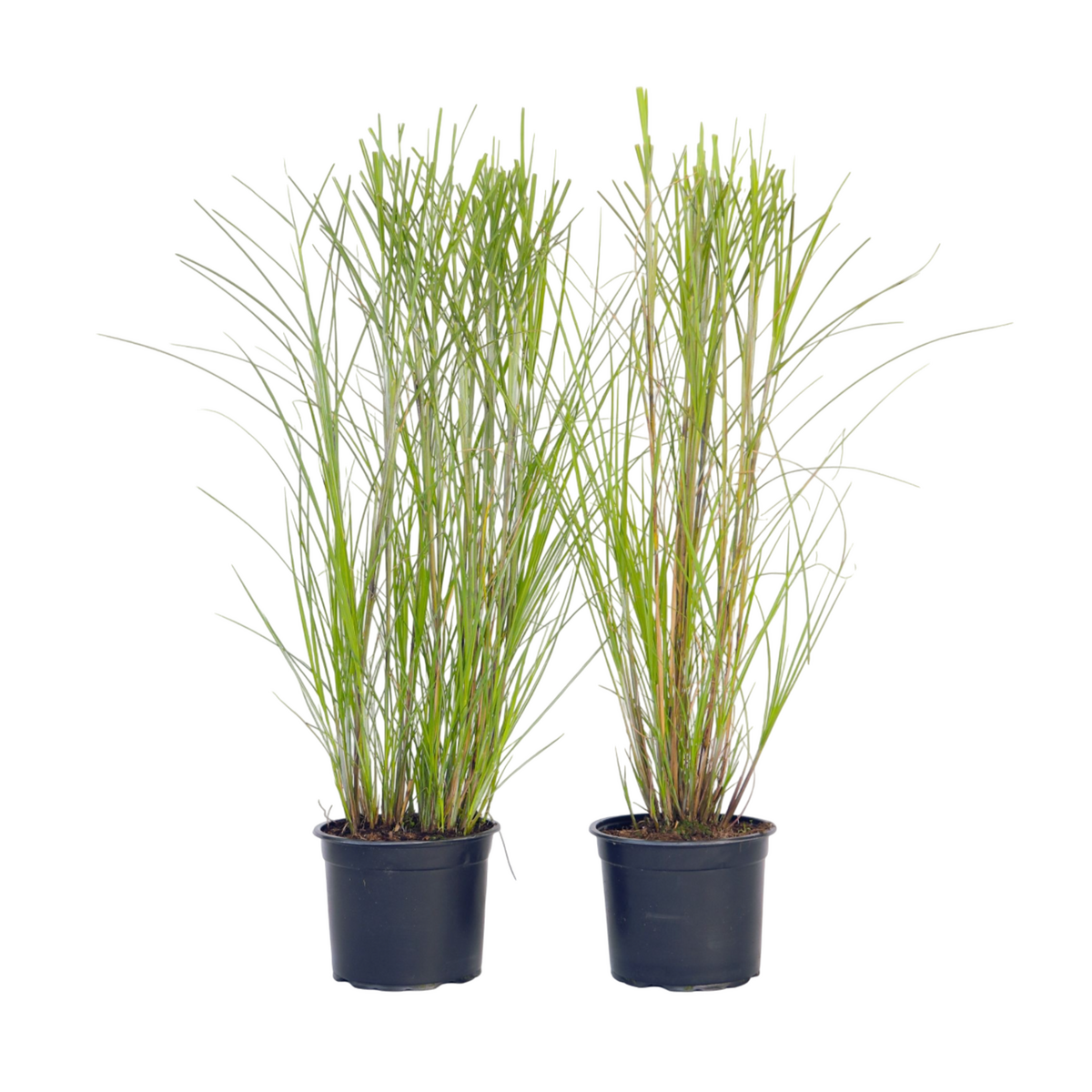 PLANT IN A BOX Roseau de Chine - Set de 2 - Miscanthus 'Gracillimus' - H40-60cm - ⌀23cm