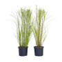Voir la diapositive 1 : PLANT IN A BOX Roseau de Chine - Set de 2 - Miscanthus 'Gracillimus' - H40-60cm - ⌀23cm