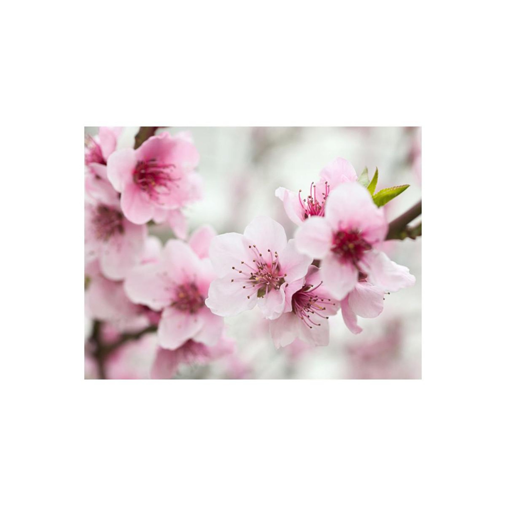 Voir la diapositive 2 : Paris Prix Papier peint  cerisier en fleurs avec petites fleurs roses
