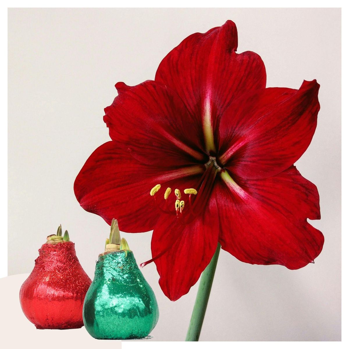 PLANT IN A BOX Amaryllis - Hippeastrum 'Duo Scintillant' - Rouge et Vert