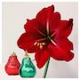Voir la diapositive 6 : PLANT IN A BOX Amaryllis - Hippeastrum 'Duo Scintillant' - Rouge et Vert