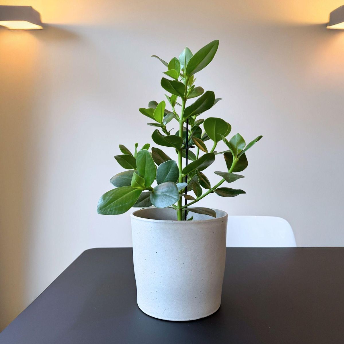 PLANT IN A BOX Pommier baumier - Clusia rosea 'Princess' - Hauteur 50-60cm - ⌀17cm