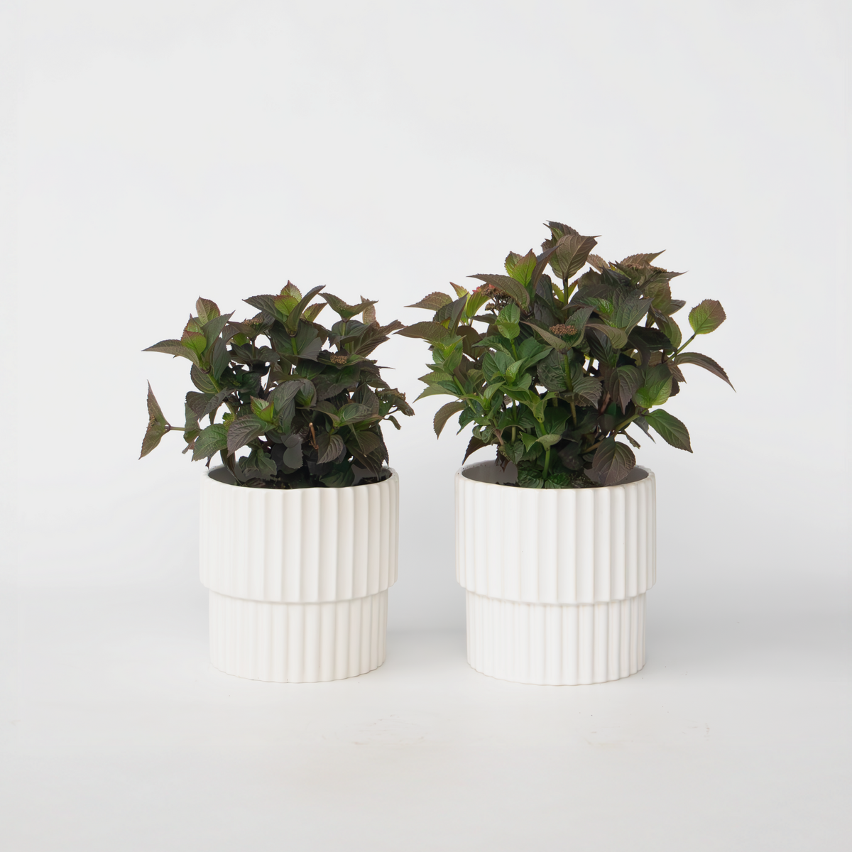 PLANT IN A BOX Hortensia - Set de 2 - Hydrangea 'Dare Devil' - Hauteur 25-40cm - ⌀19cm