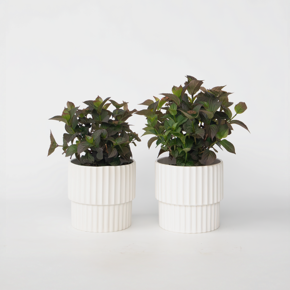 PLANT IN A BOX Hortensia - Set de 2 - Hydrangea 'Dare Devil' - Hauteur 25-40cm - ⌀19cm