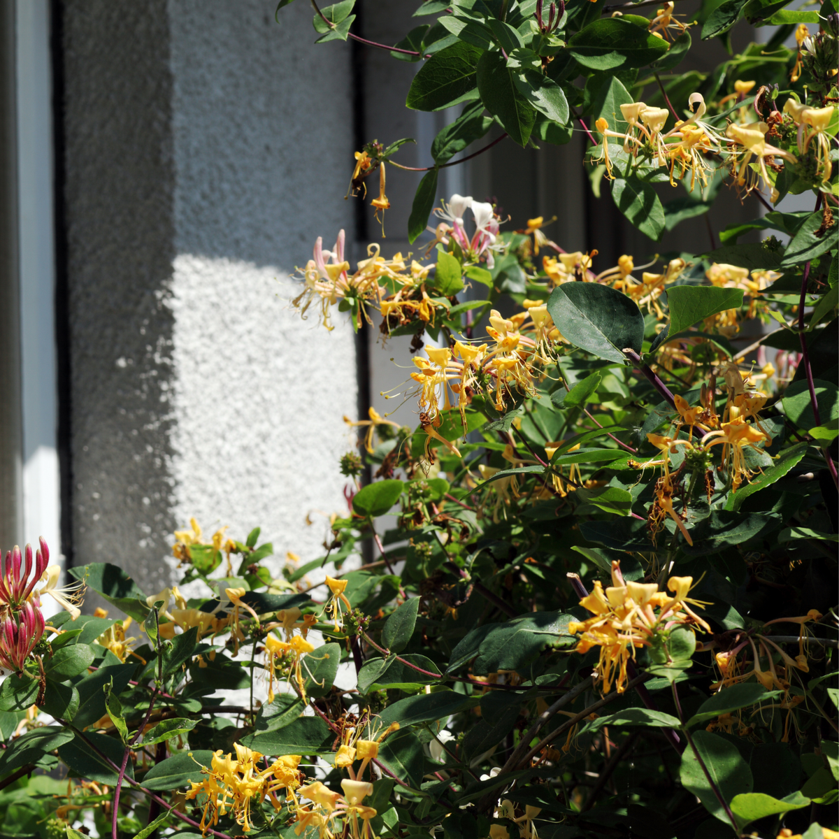 PLANT IN A BOX Chèvrefeuille - Set de 2 - Lonicera henryi 'Copper Beauty' - H110-120cm - ⌀17cm