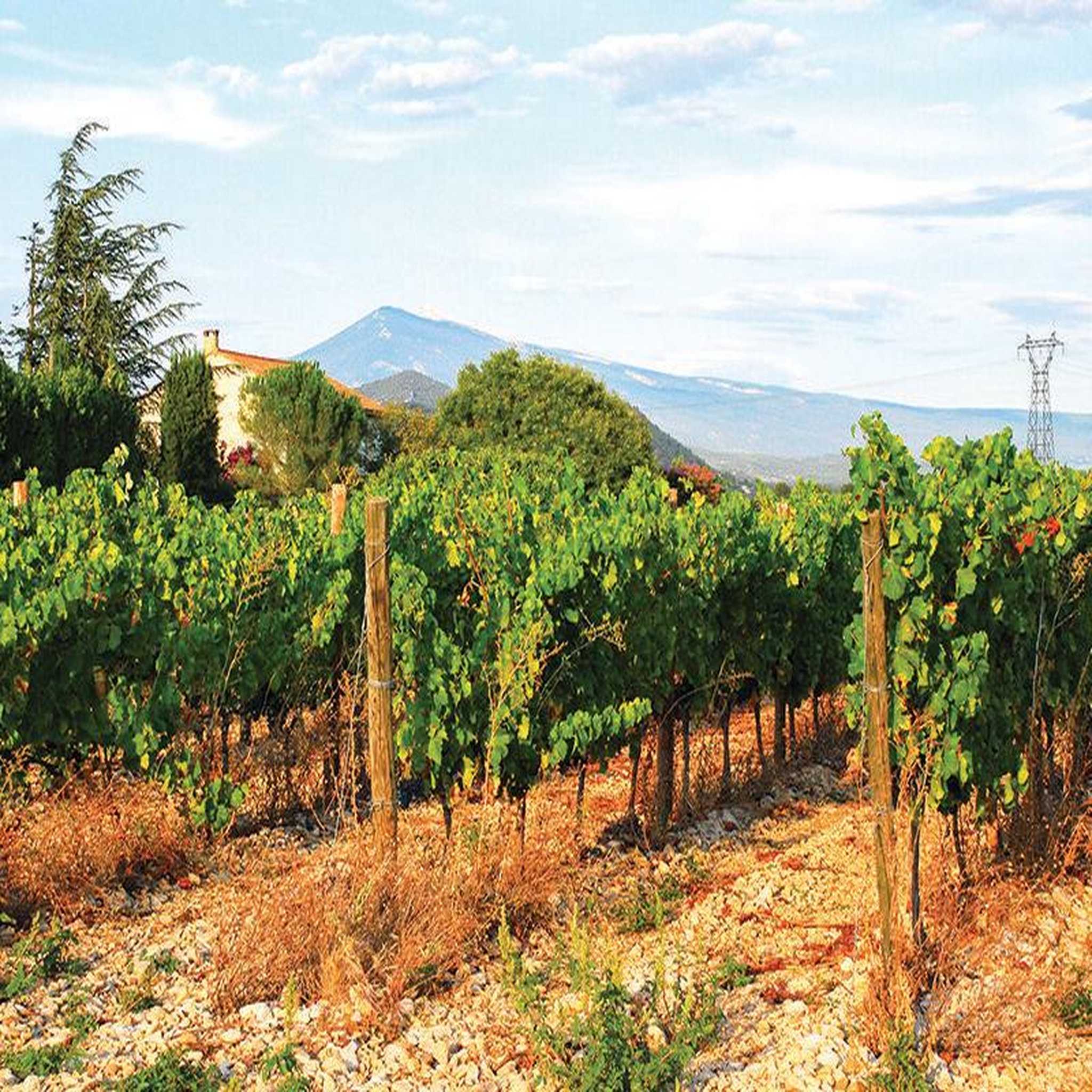 Voir la diapositive 4 : Smartbox Livraison à domicile de 6 vins du domaine des ondines, dans la vallée du rhône - coffret cadeau gastronomie