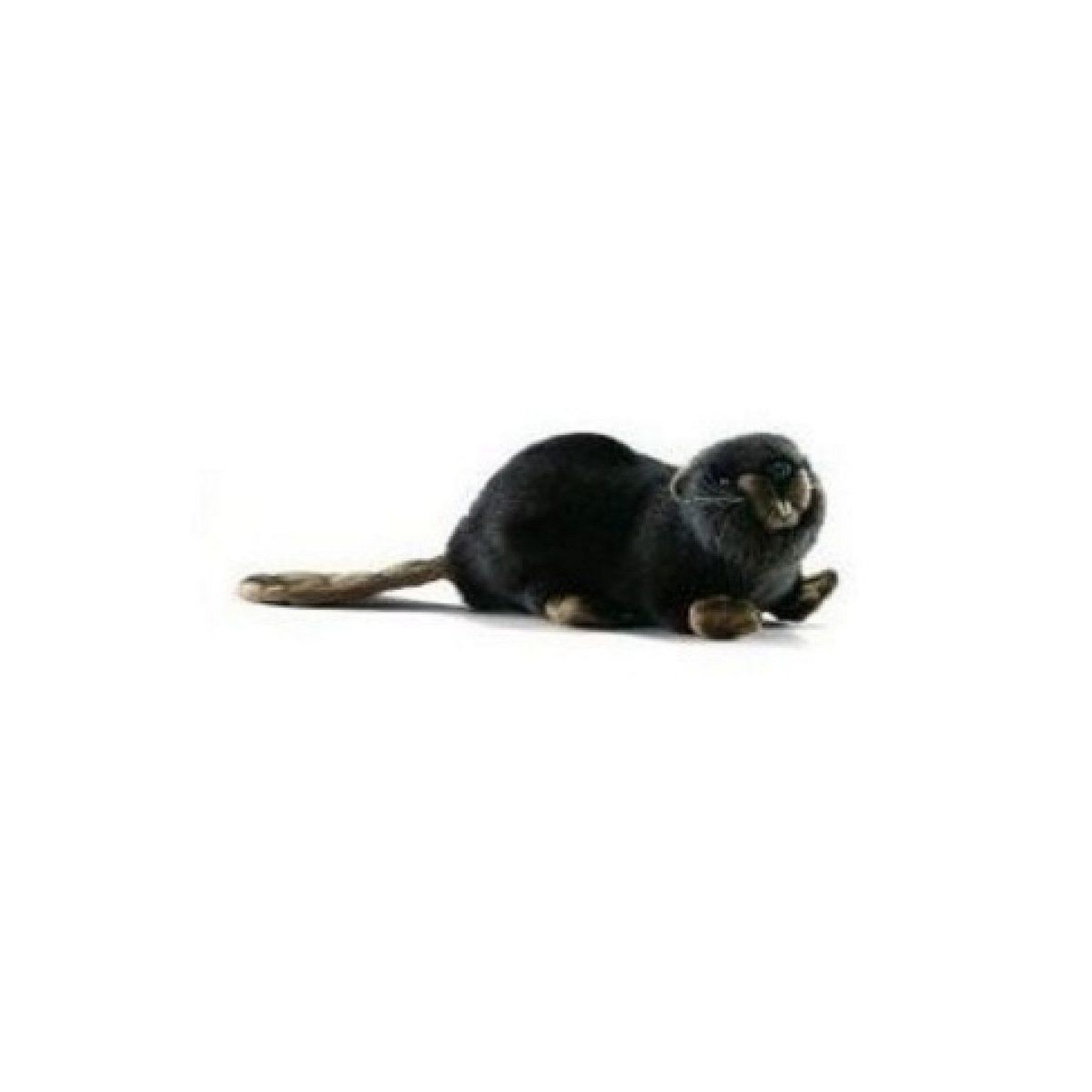 Hansa Castor couche 22cm - anima